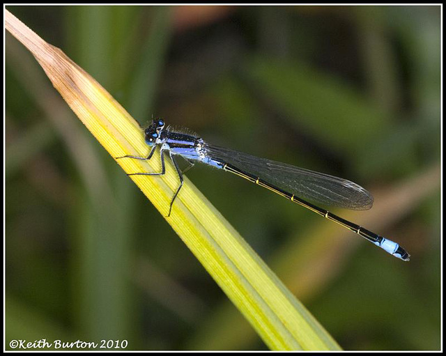 Damsel Fly