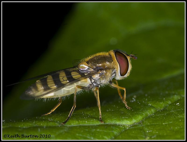 Hover Fly