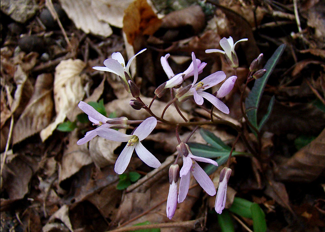 Slender Toothwort