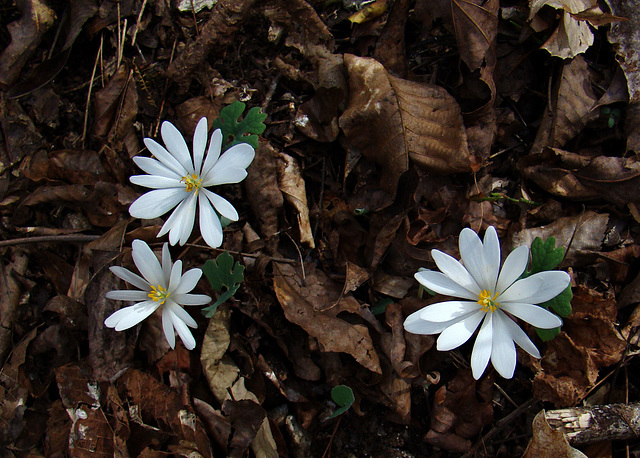 Bloodroot Flowers