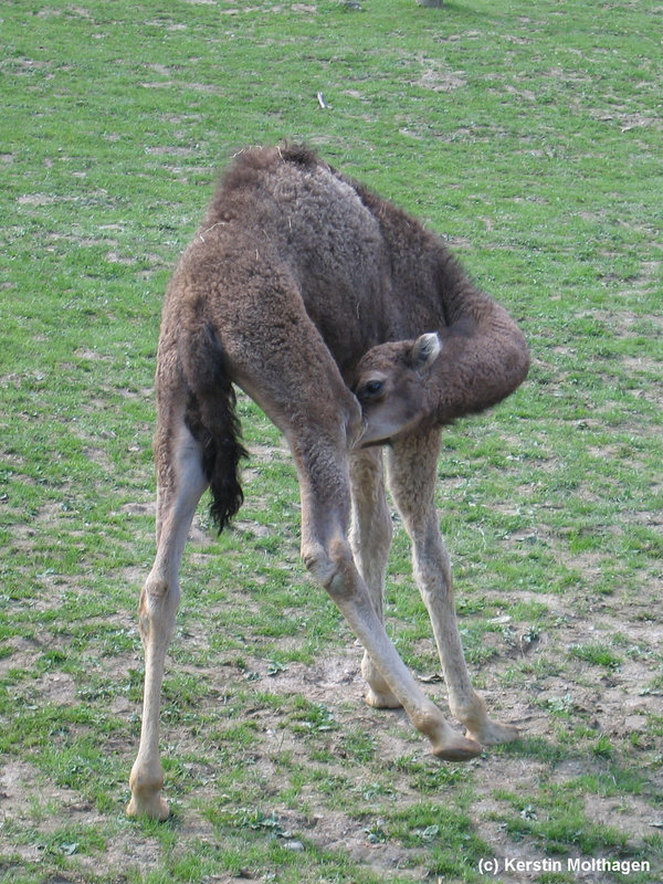 junges Dromedar (Opel-Zoo)