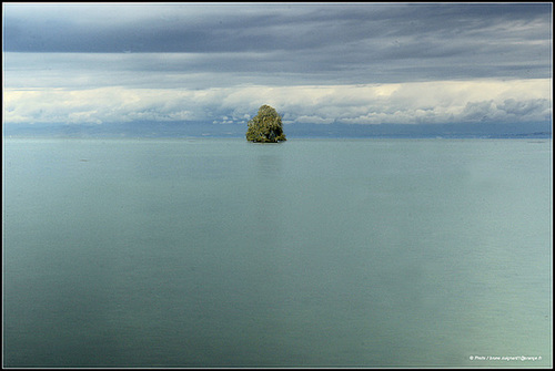 Un arbre sur le lac (Léman)