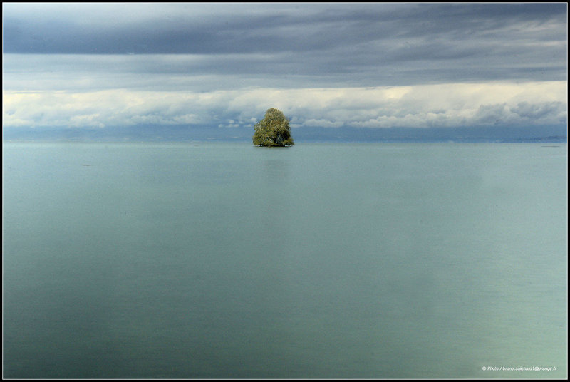 Un arbre sur le lac (Léman)