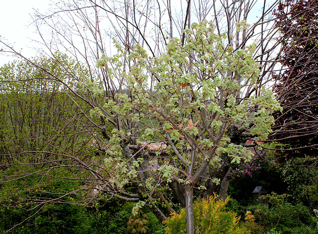 34-Quercus sp