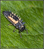 Stages of a Ladybird