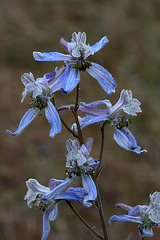 Upland Larkspur