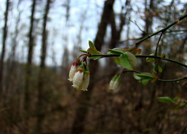 Wild Blueberry Flower