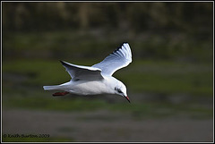 Gull in flight - River Hamble