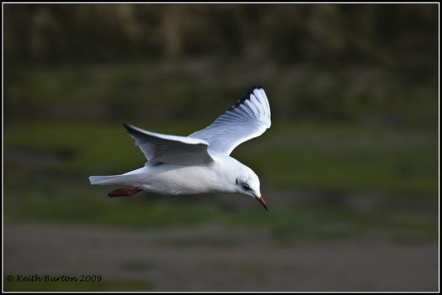 Gull in flight - River Hamble