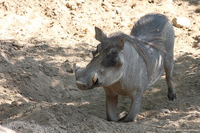 Warzenschwein (Opel-Zoo)