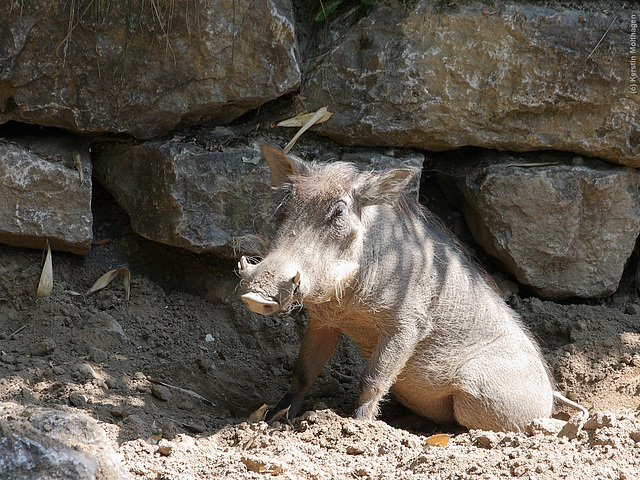 Warzenschwein (Opel-Zoo)