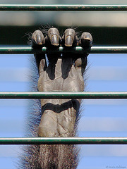 Hand eines Braunkopfklammeraffen (Zoo Landau)