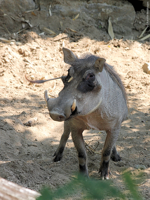 Warzenschwein (Opel-Zoo)