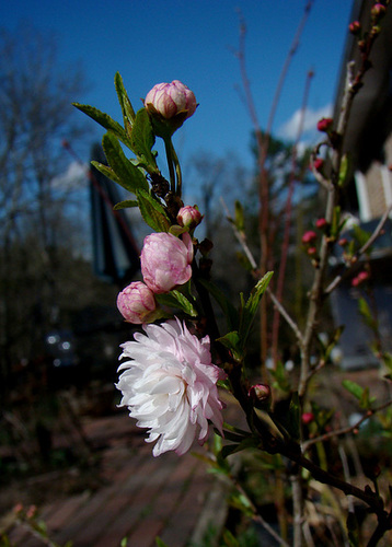 Flowering Almond