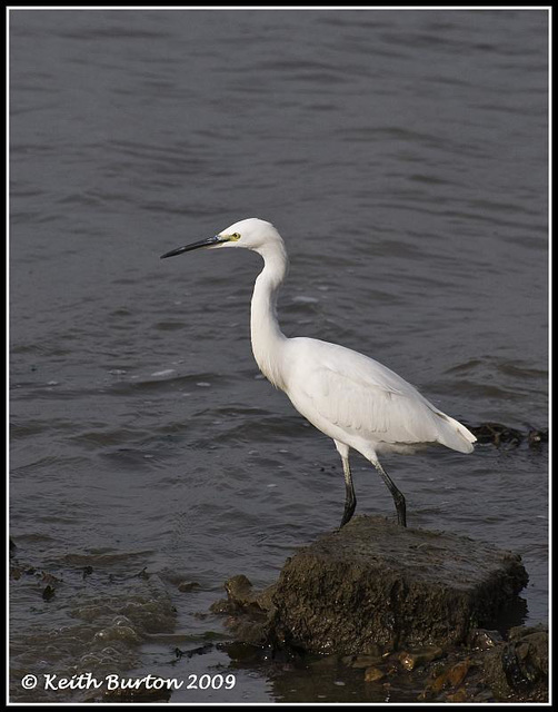 Little Egret - River Hamble