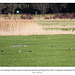 Curlews, Oystercatcher & other waders - Cuckmere - 14.1.2014
