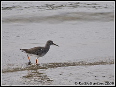 Redshank - River Hamble