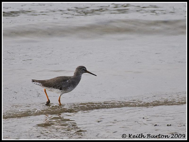 Redshank - River Hamble