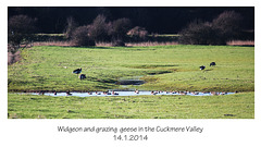 Widgeon & grazing geese Cuckmere 14 1 2014