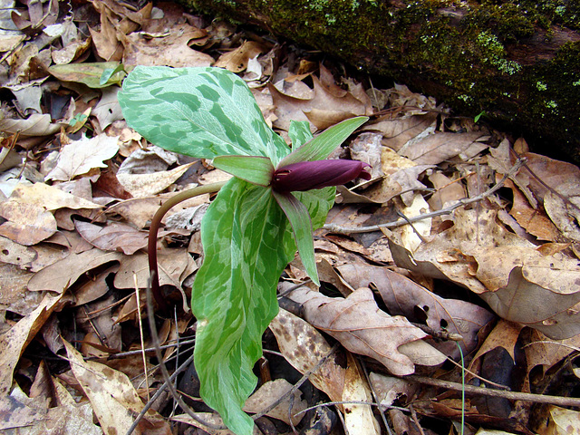 Trillium Bud