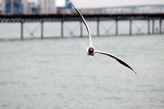 Seagull, Hythe, Hampshire