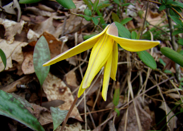 Trout Lily aka Dogtooth Violet