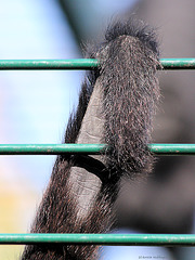 Greifschwanz eines Braunkopfklammeraffen (Zoo Landau)