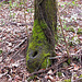 Mossy Trunks with Holes