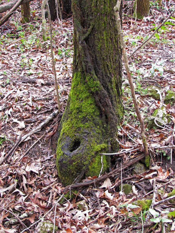 Mossy Trunks with Holes