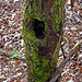 Mossy Trunks with Holes