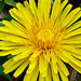 Dandelion Flower