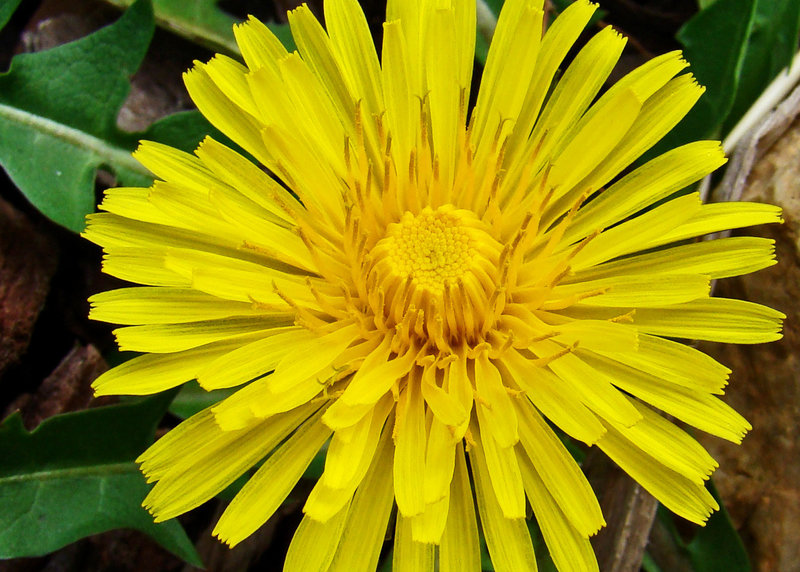 Dandelion Flower