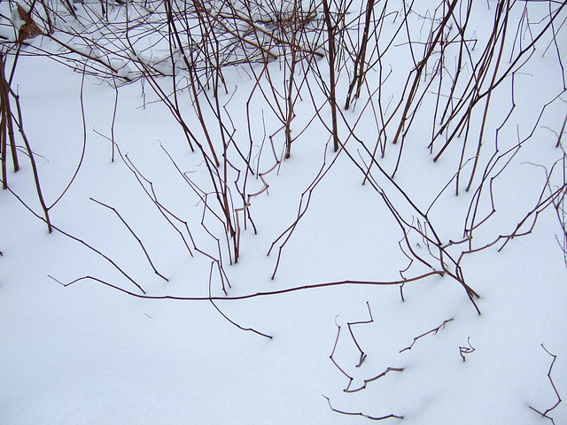 Winter Twigs