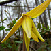 Trout Lily aka Dogtooth Violet