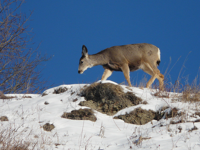 Mule Deer