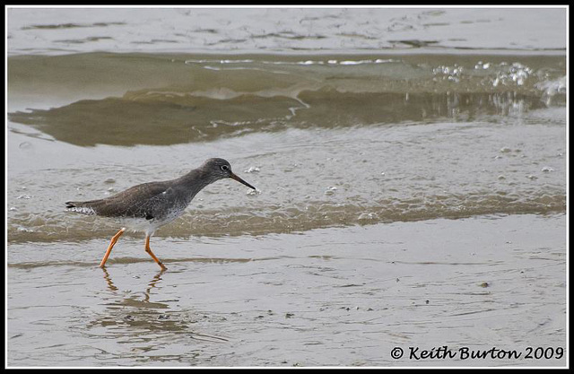 Redshank - River Hamble