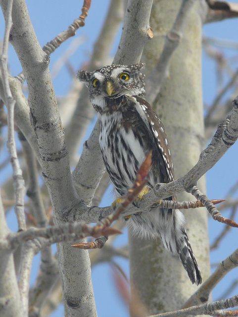 Compressed Northern Pygmy-owl
