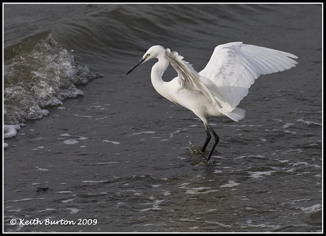 Little Egret - River Hamble