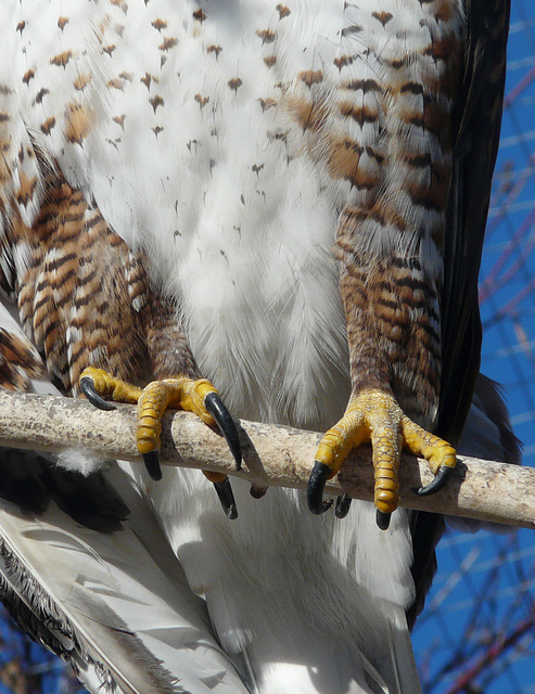 Ferruginous talons