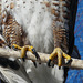 Ferruginous talons