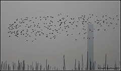 Flock of birds - River Hamble