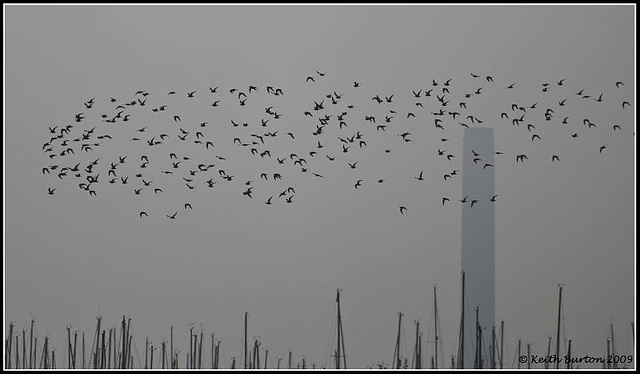 Flock of birds - River Hamble