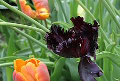 Tulipe perroquet noire