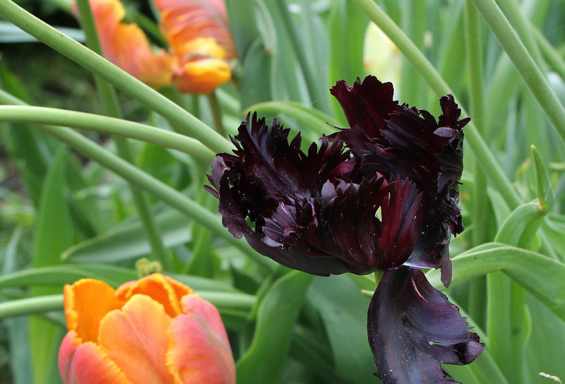 Tulipe perroquet noire