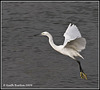 Little Egret - River Hamble