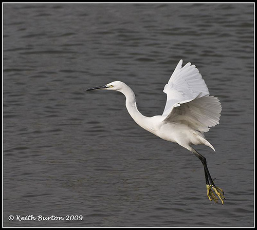 Little Egret - River Hamble