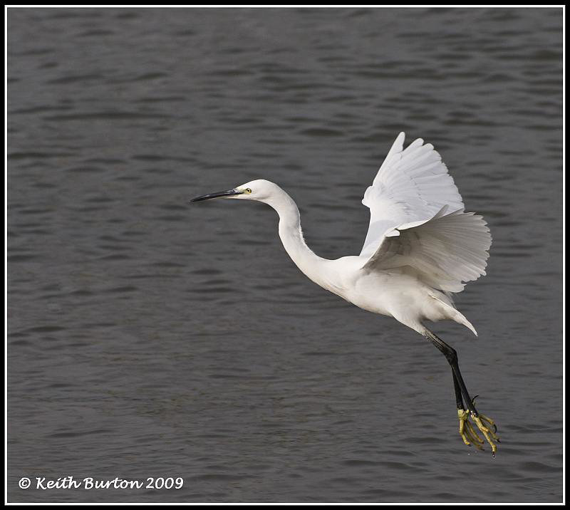 Little Egret - River Hamble