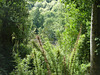 Plantas del bosque