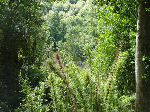 Plantas del bosque