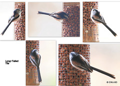 Long-Tailed Tits: Why are their tails so long? Answers on a postcard please!